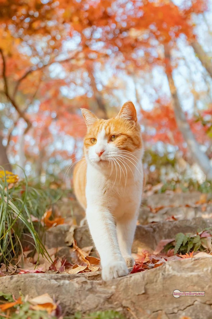 800+ Cute Cate Photos Download | Beautiful Cute Cat Images | 481 hilarious cat photos -(14)