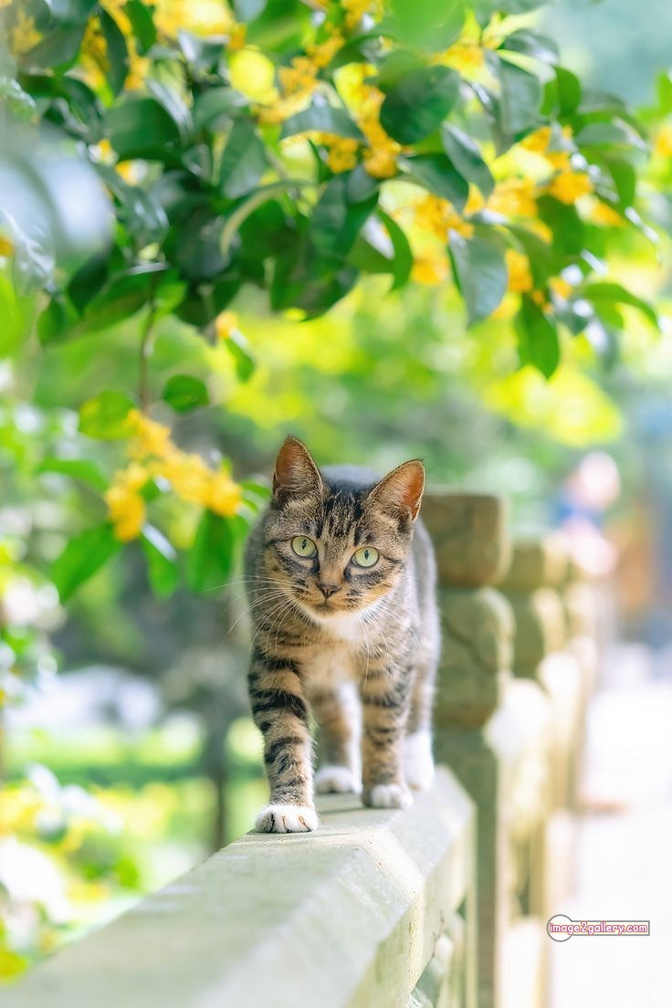 800+ Cute Cate Photos Download | Beautiful Cute Cat Images | 482 hilarious cat photos -(15)
