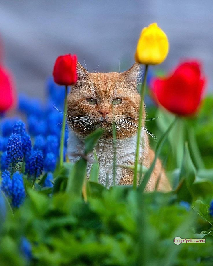 800+ Cute Cate Photos Download | Beautiful Cute Cat Images | 344 hilarious cat photos -(16)