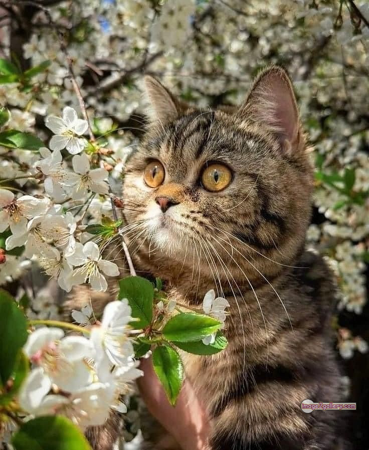 800+ Cute Cate Photos Download | Beautiful Cute Cat Images | 480 hilarious cat photos -(17)