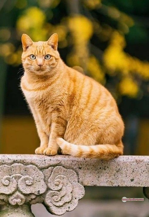 800+ Cute Cate Photos Download | Beautiful Cute Cat Images | 342 hilarious cat photos -(18)