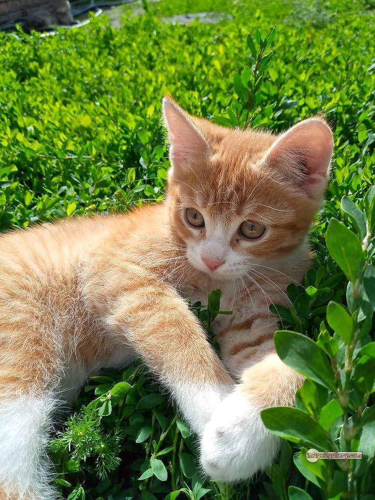 800+ Cute Cate Photos Download | Beautiful Cute Cat Images | 541 hilarious cat photos -(19)