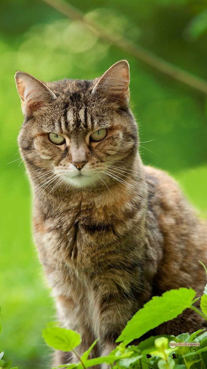 800+ Cute Cate Photos Download | Beautiful Cute Cat Images | 540 hilarious cat photos -(20)