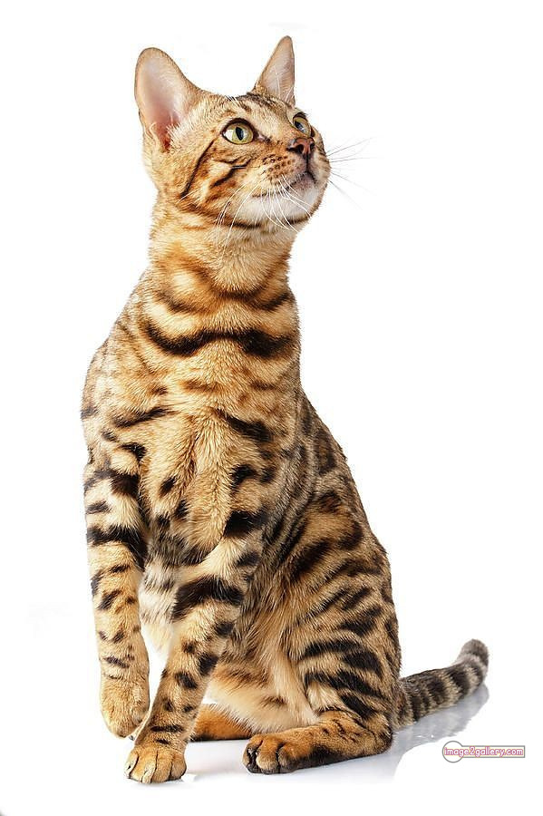 800+ Cute Cate Photos Download | Beautiful Cute Cat Images | 537 hilarious cat photos -(21)