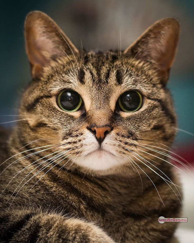 800+ Cute Cate Photos Download | Beautiful Cute Cat Images | 536 hilarious cat photos -(22)