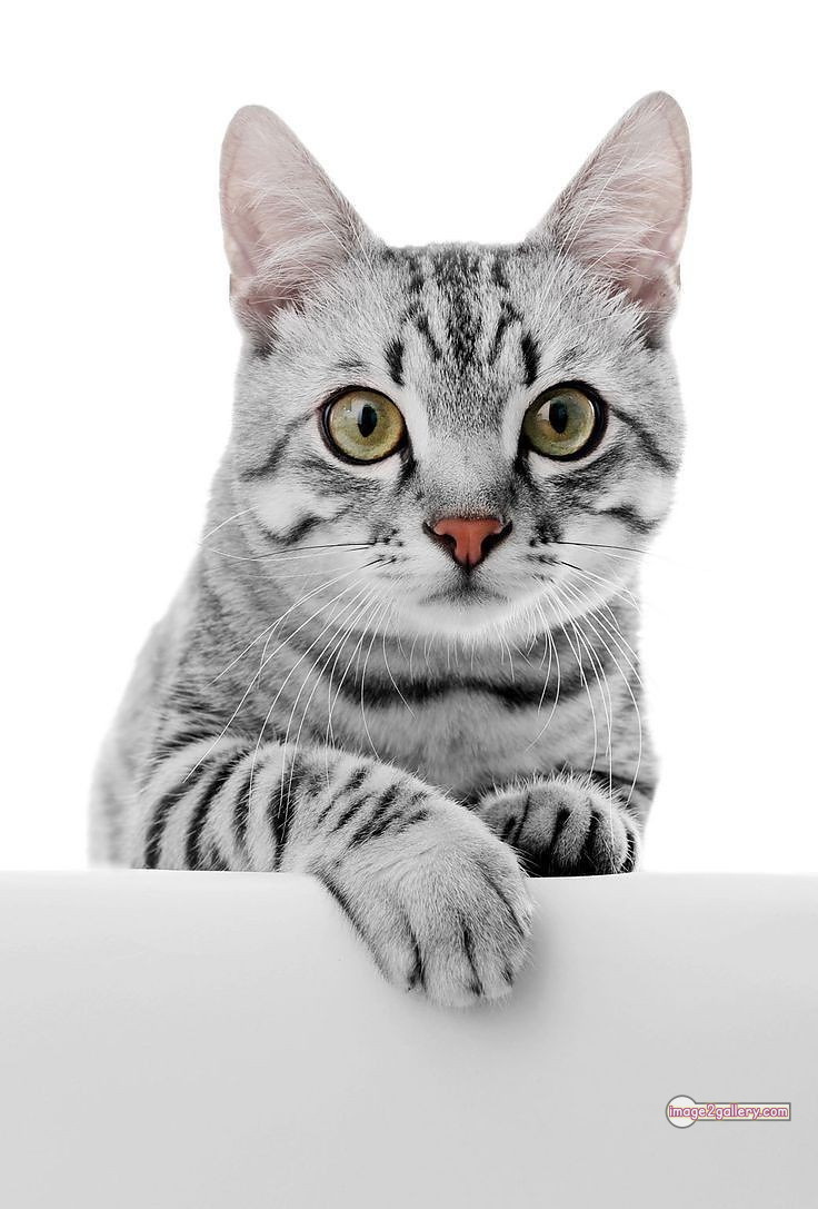 800+ Cute Cate Photos Download | Beautiful Cute Cat Images | 535 hilarious cat photos -(25)