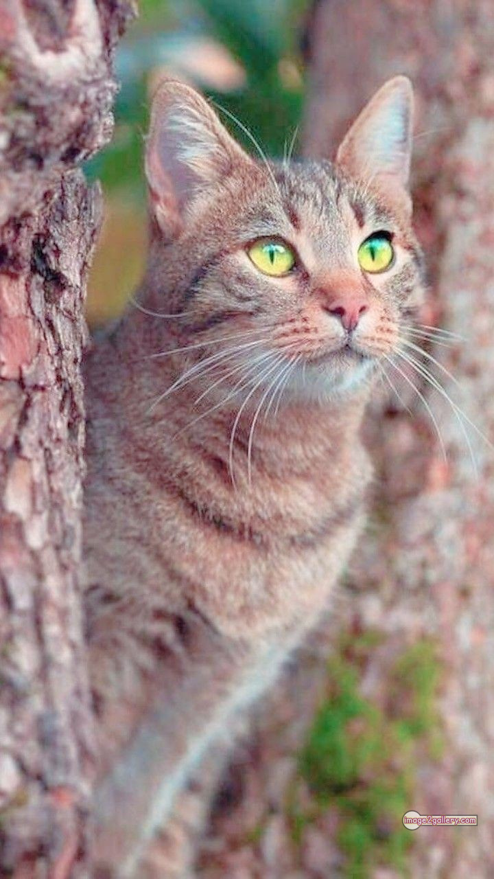 800+ Cute Cate Photos Download | Beautiful Cute Cat Images | 488 hilarious cat photos -(26)