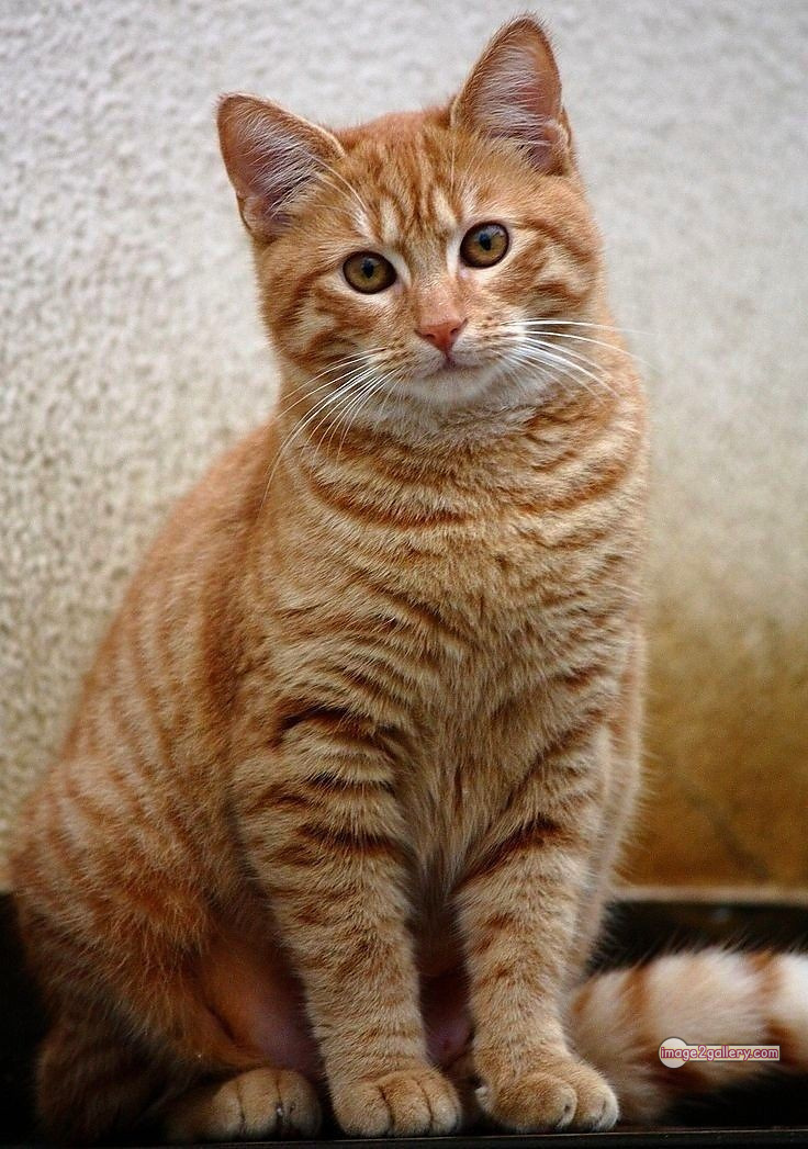 800+ Cute Cate Photos Download | Beautiful Cute Cat Images | 484 hilarious cat photos -(27)