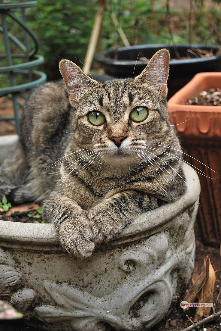 800+ Cute Cate Photos Download | Beautiful Cute Cat Images | 543 hilarious cat photos -(28)