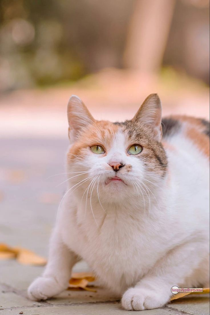 800+ Cute Cate Photos Download | Beautiful Cute Cat Images | 348 hilarious cat photos -(4)