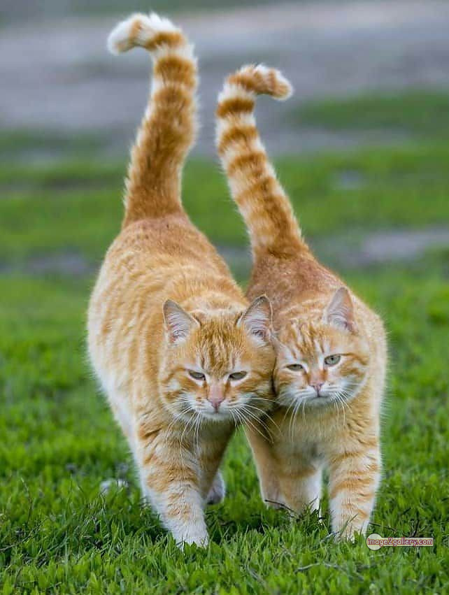 800+ Cute Cate Photos Download | Beautiful Cute Cat Images | 347 hilarious cat photos -(5)