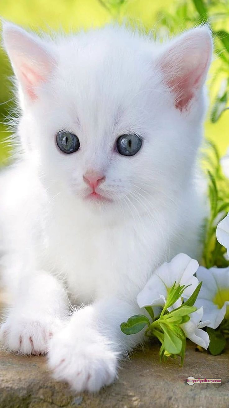 800+ Cute Cate Photos Download | Beautiful Cute Cat Images | 479 hilarious cat photos -(7)