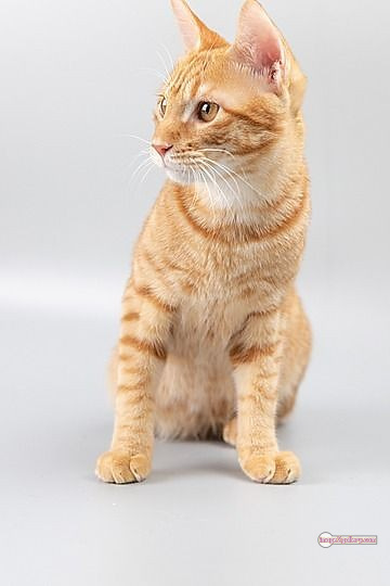800+ Cute Cate Photos Download | Beautiful Cute Cat Images | 349 hilarious cat photos -(8)