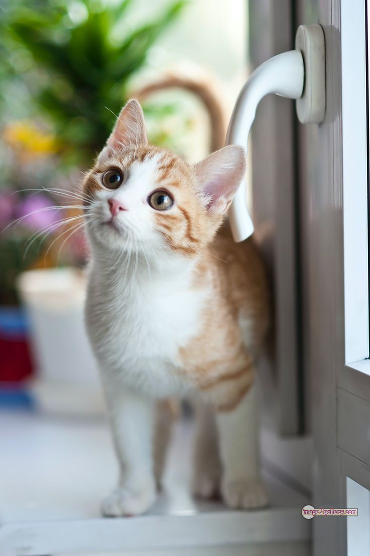 800+ Cute Cate Photos Download | Beautiful Cute Cat Images | 534 hilarious cat photos -(9)