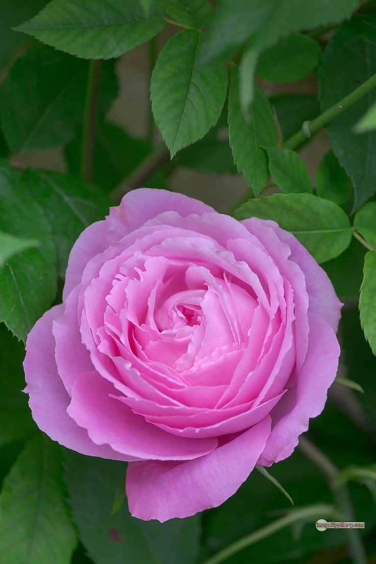 3300+ Beautiful Rose Flowers Image | Rose Flower HD Pic Download | 2159 light pink roses -(1)