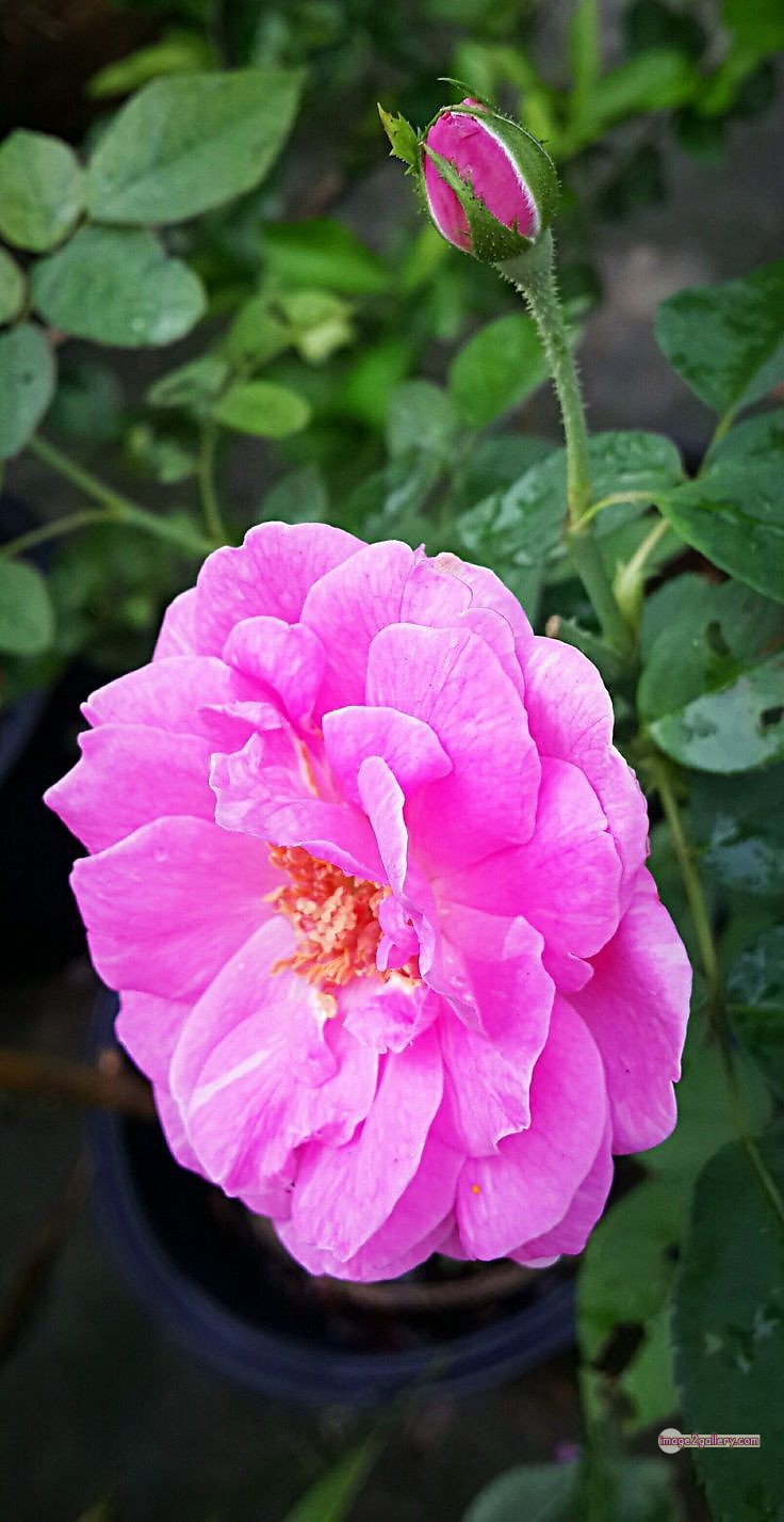 3300+ Beautiful Rose Flowers Image | Rose Flower HD Pic Download | 2266 light pink roses -(13)