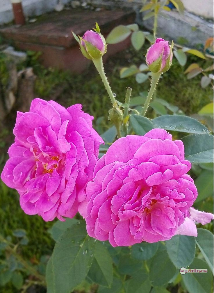 3300+ Beautiful Rose Flowers Image | Rose Flower HD Pic Download | 2434 light pink roses -(14)