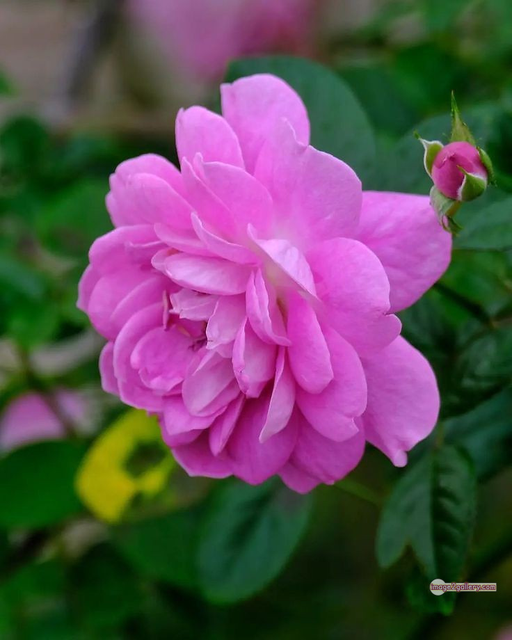 3300+ Beautiful Rose Flowers Image | Rose Flower HD Pic Download | 2453 light pink roses -(15)