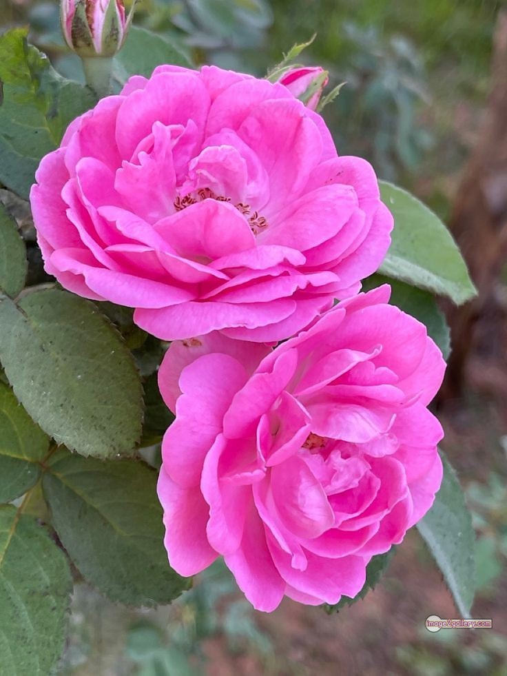 3300+ Beautiful Rose Flowers Image | Rose Flower HD Pic Download | 862 light pink roses -(16)