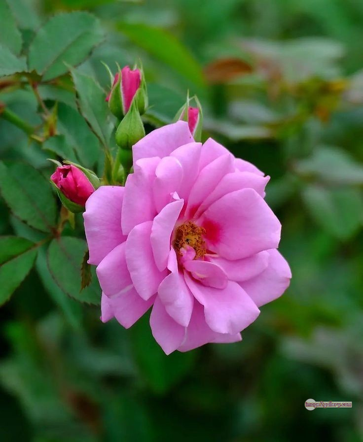3300+ Beautiful Rose Flowers Image | Rose Flower HD Pic Download | 2205 light pink roses -(17)