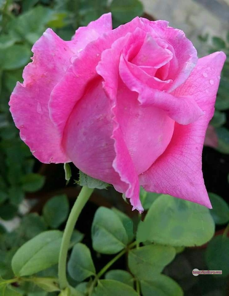 3300+ Beautiful Rose Flowers Image | Rose Flower HD Pic Download | 2265 light pink roses -(18)