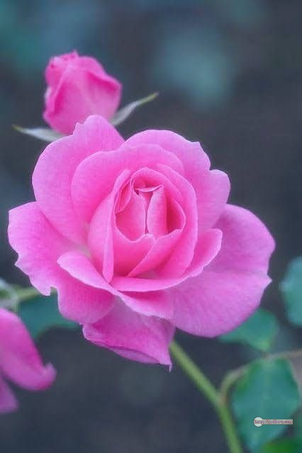 3300+ Beautiful Rose Flowers Image | Rose Flower HD Pic Download | 2262 light pink roses -(20)