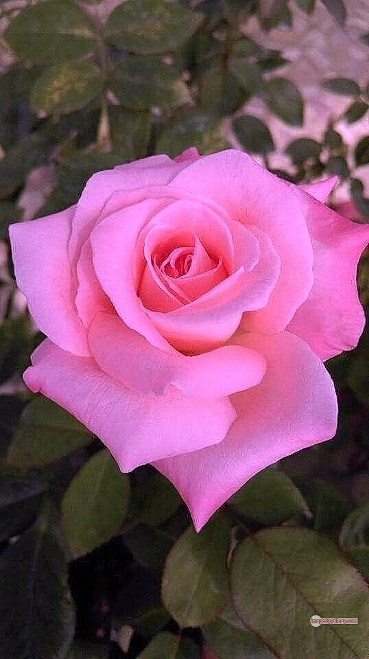 3300+ Beautiful Rose Flowers Image | Rose Flower HD Pic Download | 1737 light pink roses -(23)