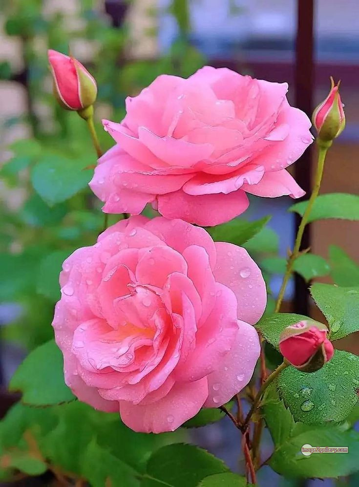 3300+ Beautiful Rose Flowers Image | Rose Flower HD Pic Download | 2201 light pink roses -(6)