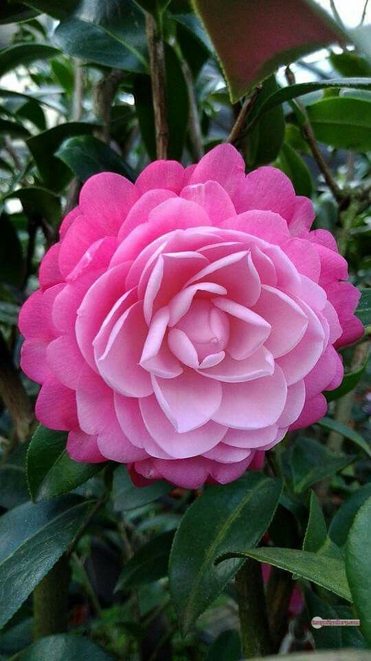 3300+ Beautiful Rose Flowers Image | Rose Flower HD Pic Download | 2162 light pink roses -(9)