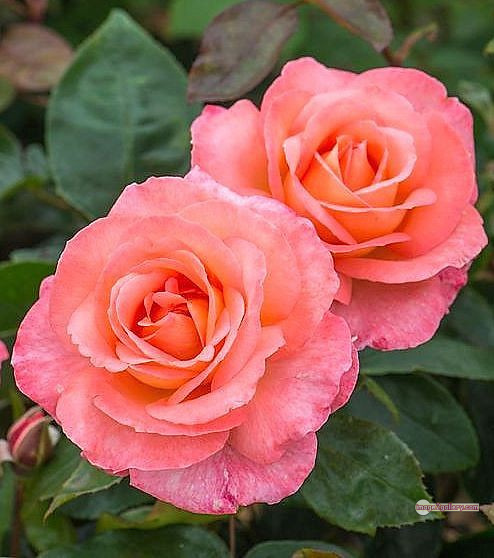 3300+ Beautiful Rose Flowers Image | Rose Flower HD Pic Download | 1261 love rose flower -