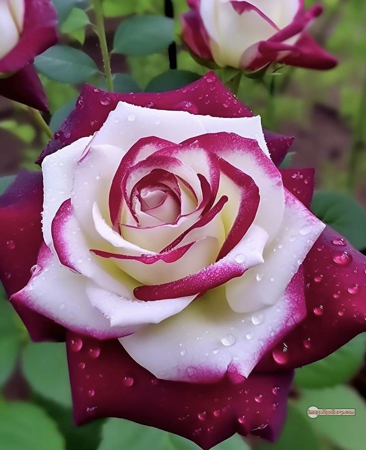 3300+ Beautiful Rose Flowers Image | Rose Flower HD Pic Download | 675 love rose flower -(1)