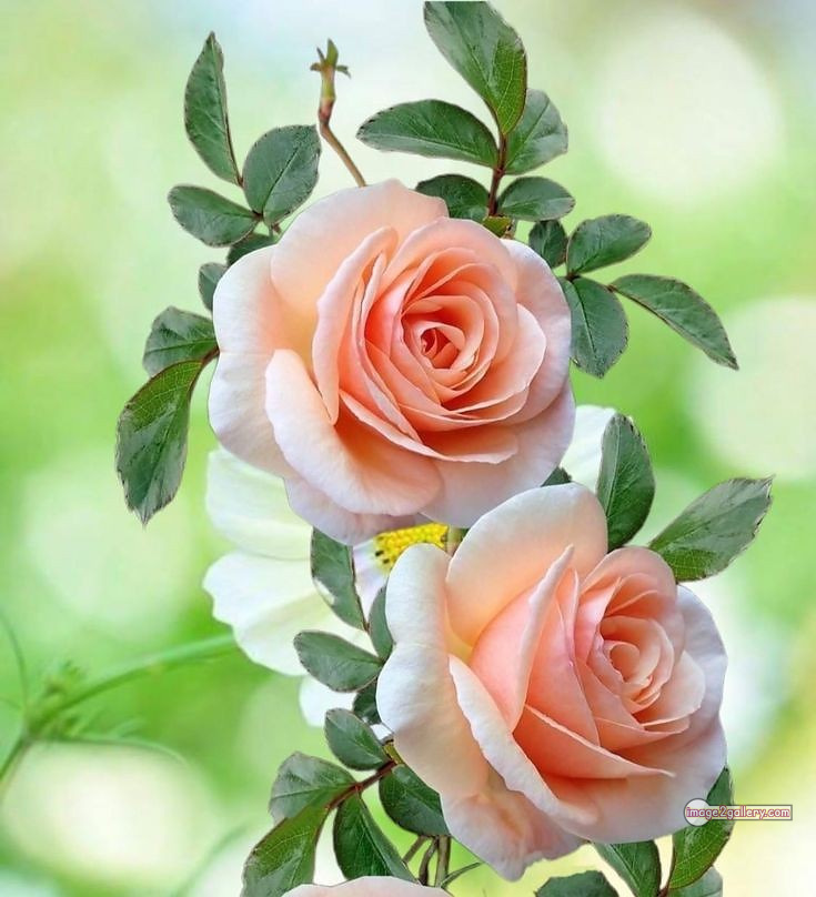 3300+ Beautiful Rose Flowers Image | Rose Flower HD Pic Download | 250 love rose flower -(11)