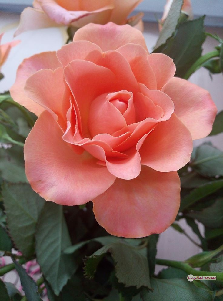 3300+ Beautiful Rose Flowers Image | Rose Flower HD Pic Download | 1907 love rose flower -(12)