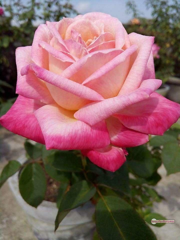 3300+ Beautiful Rose Flowers Image | Rose Flower HD Pic Download | 1867 love rose flower -(13)
