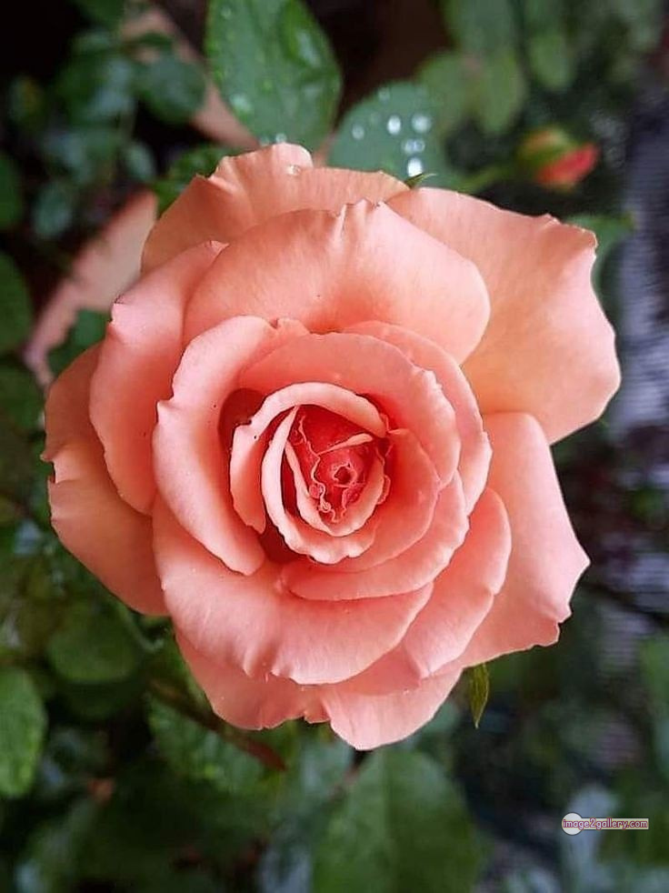 3300+ Beautiful Rose Flowers Image | Rose Flower HD Pic Download | 1865 love rose flower -(14)