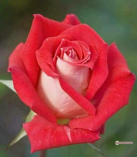 3300+ Beautiful Rose Flowers Image | Rose Flower HD Pic Download | 1262 love rose flower -(15)