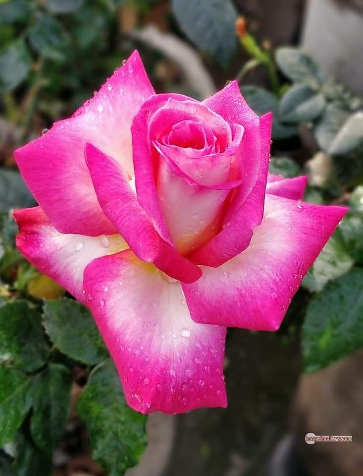 3300+ Beautiful Rose Flowers Image | Rose Flower HD Pic Download | 1864 love rose flower -(16)