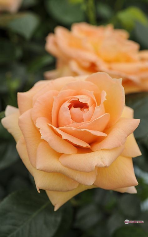 3300+ Beautiful Rose Flowers Image | Rose Flower HD Pic Download | 1911 love rose flower -(17)