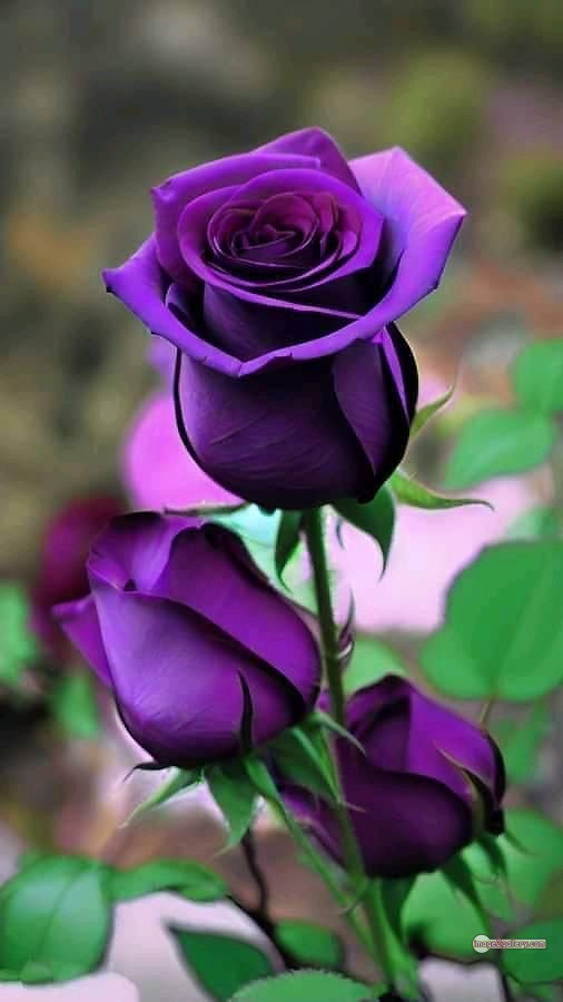 3300+ Beautiful Rose Flowers Image | Rose Flower HD Pic Download | 670 love rose flower -(18)