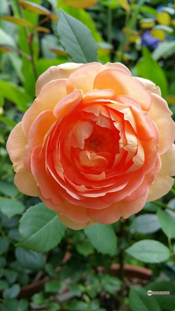 3300+ Beautiful Rose Flowers Image | Rose Flower HD Pic Download | 2290 love rose flower -(19)