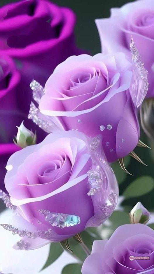 3300+ Beautiful Rose Flowers Image | Rose Flower HD Pic Download | 674 love rose flower -(2)