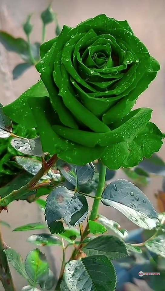 3300+ Beautiful Rose Flowers Image | Rose Flower HD Pic Download | 669 gulab ka phool -(09)