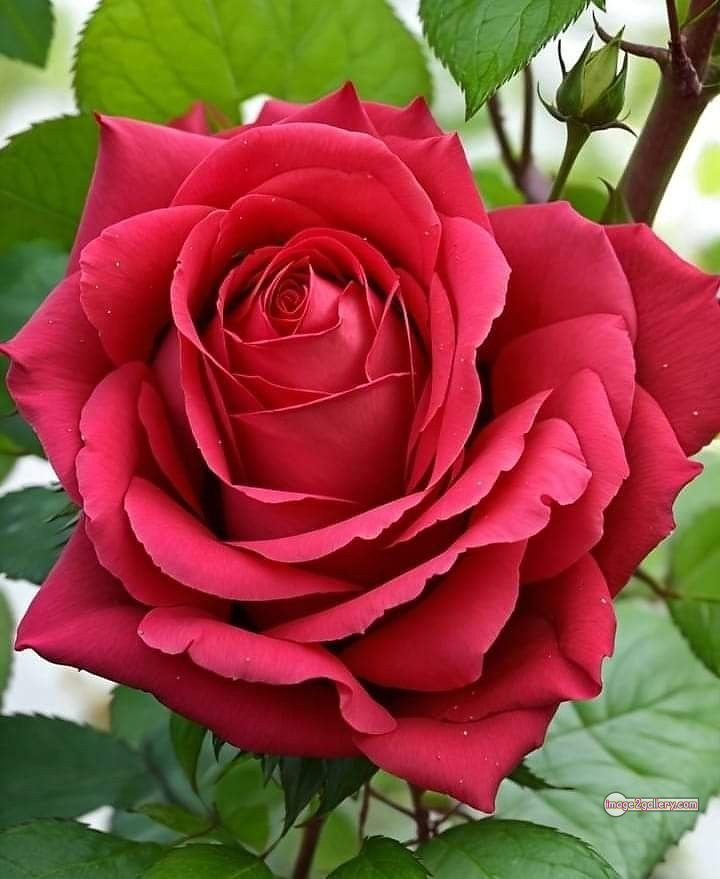 3300+ Beautiful Rose Flowers Image | Rose Flower HD Pic Download | 2293 love rose flower -(24)