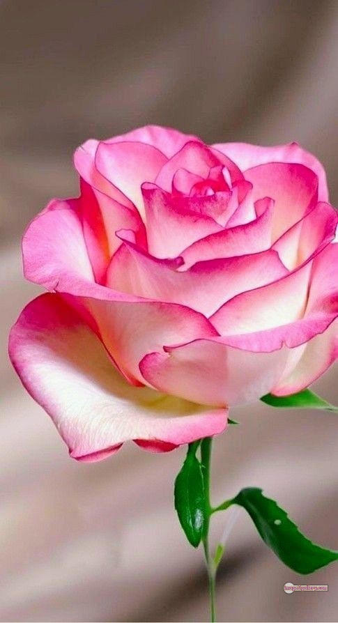 3300+ Beautiful Rose Flowers Image | Rose Flower HD Pic Download | 1711 love rose flower -(25)