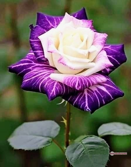 3300+ Beautiful Rose Flowers Image | Rose Flower HD Pic Download | 14 love rose flower -(26)