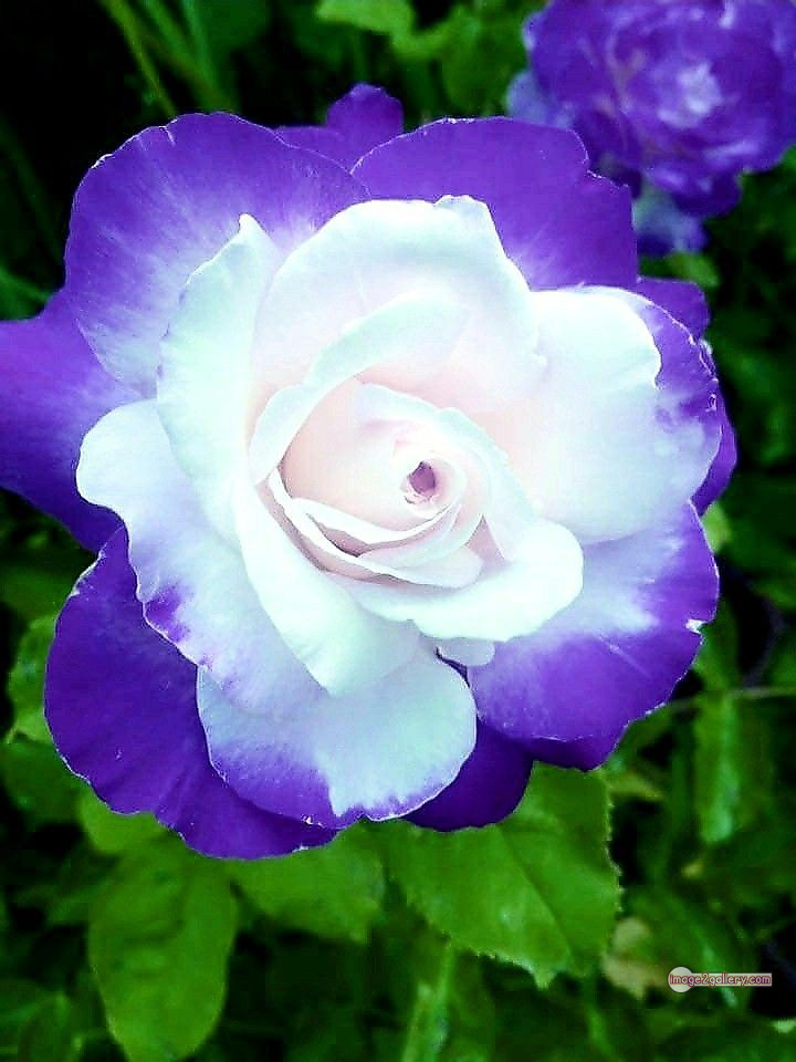 3300+ Beautiful Rose Flowers Image | Rose Flower HD Pic Download | 668 gulab ka phool -(08)