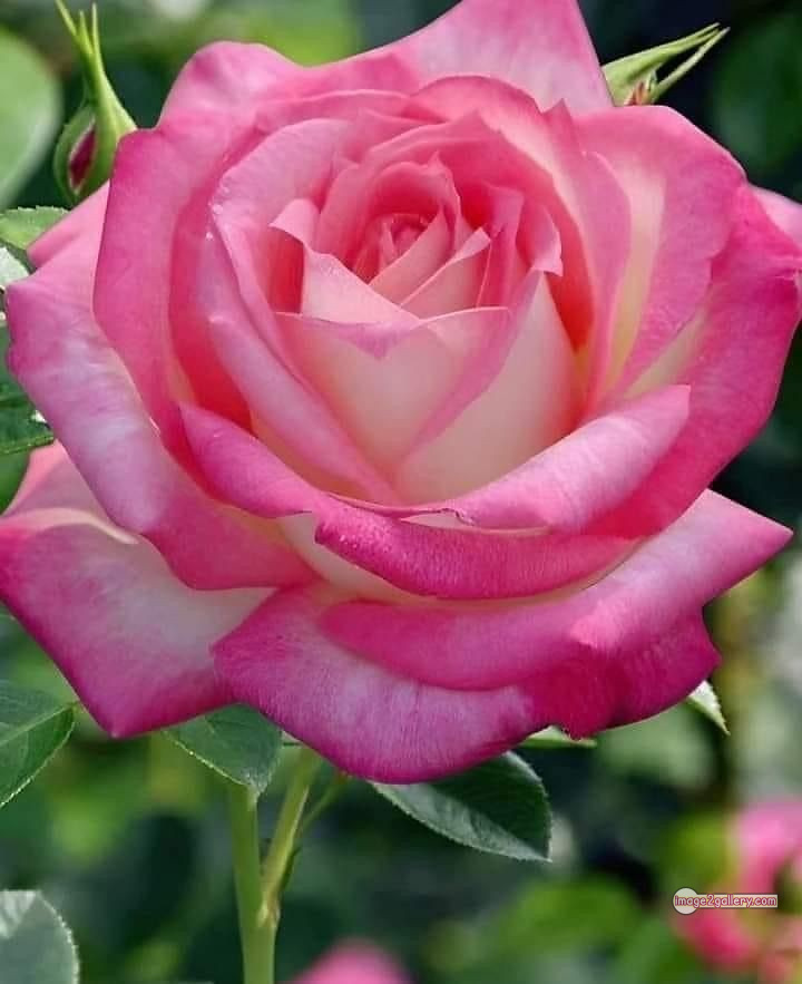 3300+ Beautiful Rose Flowers Image | Rose Flower HD Pic Download | 2289 love rose flower -(28)