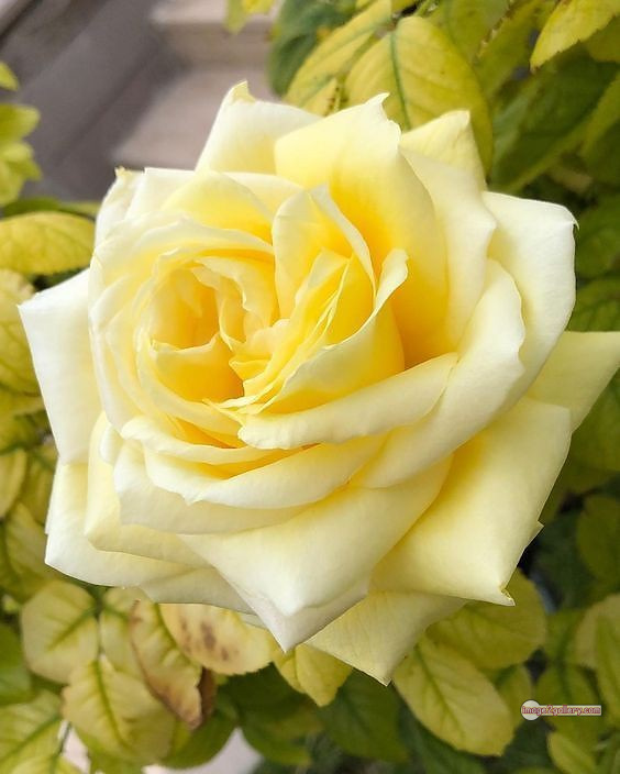 3300+ Beautiful Rose Flowers Image | Rose Flower HD Pic Download | 1709 love rose flower -(3)