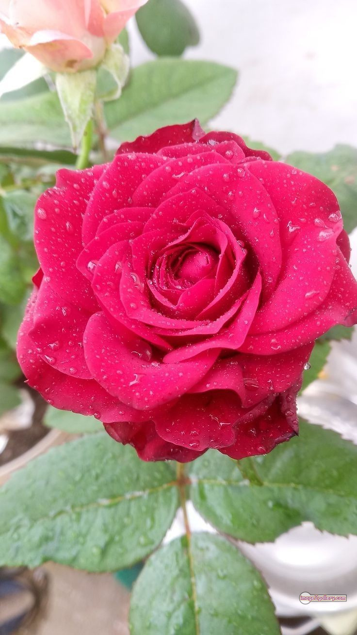 3300+ Beautiful Rose Flowers Image | Rose Flower HD Pic Download | 1710 love rose flower -(31)