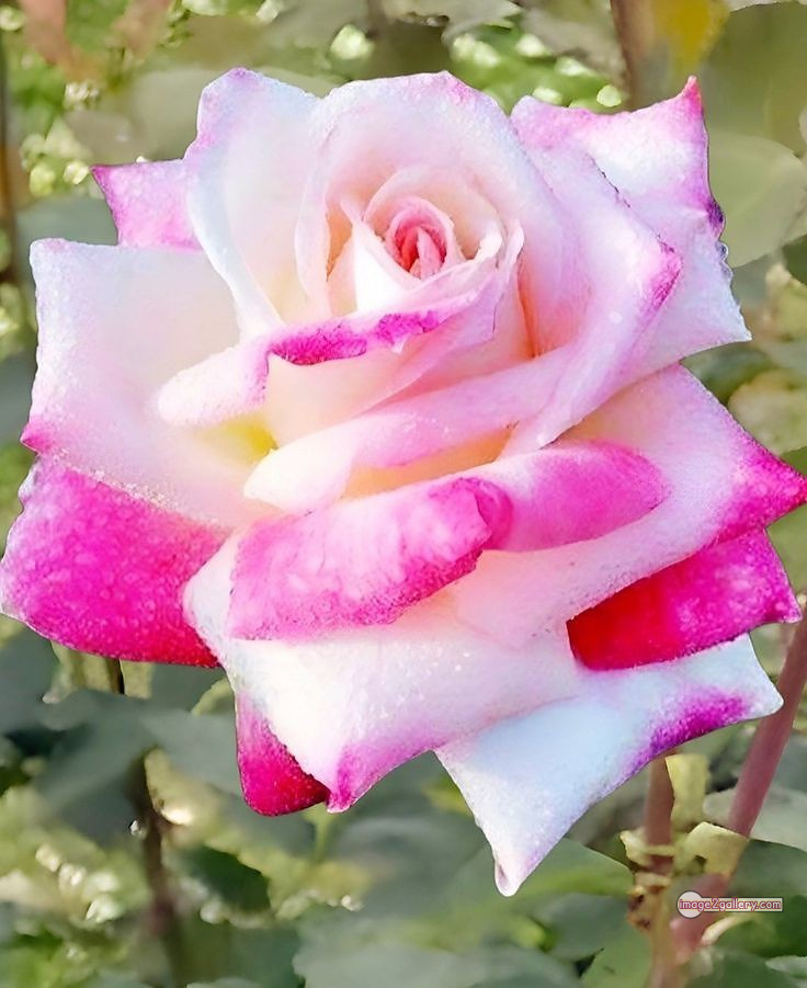 3300+ Beautiful Rose Flowers Image | Rose Flower HD Pic Download | 1258 love rose flower -(4)